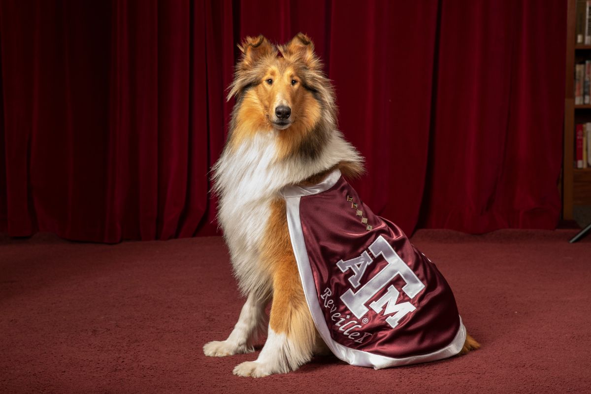 Potrait of Miss Rev, official mascot of Texas A&M